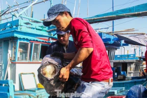 Đà Nẵng siết kiểm soát hoạt động đánh bắt, quyết xóa tàu cá '3 không'