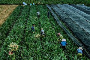 Hai cường quốc Nga, Mỹ tranh nhau mua 'nữ hoàng trái cây' của Việt Nam: Có bao nhiêu mua bấy nhiêu, nước ta xuất khẩu sang 122 quốc gia