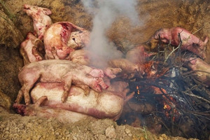 'Thủ phủ heo' Việt Nam căng mình đối phó dịch tả heo châu Phi