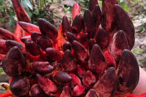 Thứ thần dược kỳ lạ mọc ở rừng sâu, chỉ xuất hiện trong vài tháng ngắn ngủi: Được ví 'quý hơn vàng', bán tới 2 triệu đồng/kg đắt ngang đặc sản ngoại