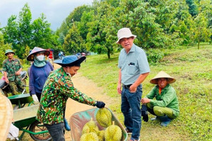Thị trường tỷ dân 'khát' sầu riêng Việt Nam, HAGL (HAG) của bầu Đức đứng trước cơ hội vàng
