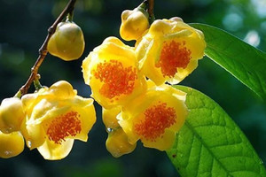Loại trà đế vương từng mọc khắp núi rừng Việt Nam, được thương lái Trung Quốc săn lùng với giá 15 triệu/kg hoa