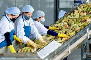Mục tiêu 65 tỷ USD: Việt Nam tung ‘đại chiến lược’ xuất khẩu nông lâm thủy sản
