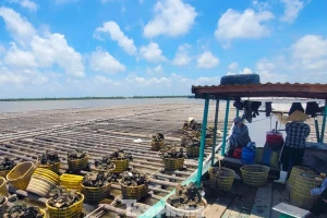 Thủ phủ hàu Vân Đồn điêu đứng, hàng Trung Quốc giá rẻ tràn lan