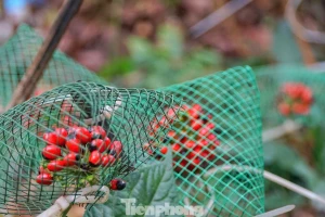 Tận thấy 'vàng đỏ' trên đại ngàn Ngọc Linh vào mùa thu hoạch