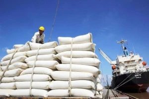 Gạo Việt Nam phi mã bất chấp Ấn Độ xả kho, giá thế giới lao dốc