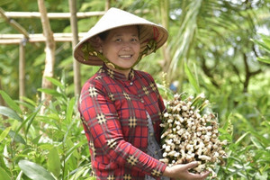 Nông dân An Giang ‘hái lộc’ từ loại cây mọc bạt ngàn ngoài ruộng: Chẳng cần chăm, vừa bán ra tiền, vừa là món ăn bổ và vị thuốc quý
