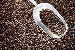 Nông dân bám trụ với 'vàng đen' đón tin vui khi Mỹ chốt đơn hơn 32.000 tấn trong 7 tháng qua