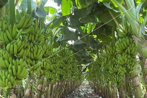 Chuối Việt Nam dẫn đầu thị phần tại Trung Quốc, tiến gần “câu lạc bộ tỷ USD”