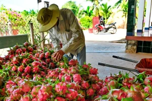 Nghịch lý tiêu chuẩn kép nông sản Việt - kỳ 1: Lo chuẩn ngoại, quên chuẩn nội?