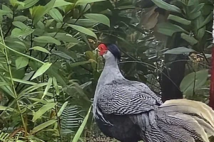 Chiêm ngưỡng vẻ đẹp loài chim ‘sách Đỏ’ được nhân nuôi, bảo tồn ở Vườn Quốc gia Bạch Mã