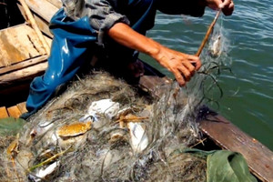 ‘Kho báu dưới nước’ của Việt Nam thu về hơn 173 triệu USD nửa đầu năm: 25 quốc gia săn lùng, EU tăng trưởng 71%