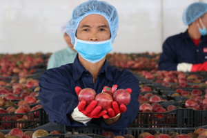 Trồng mãi không được, Trung Quốc 'chịu thua' loại quả Việt Nam, nước ta vươn lên thành 'ông lớn' xuất khẩu thu về hàng tỷ USD