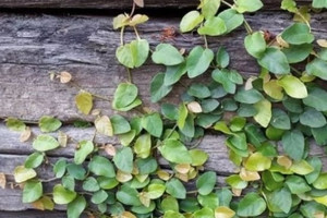 Loại rau dại mọc bám tường, giá 70.000 đồng/kg, người bán dặn 'mua về phải ăn ngay'