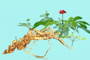 THACO của ông Trần Bá Dương bất ngờ đăng ký đầu tư nghiên cứu, chế biến sâm Ngọc Linh