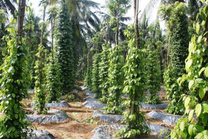 Loại cây trồng chơi xen cà phê, sầu riêng, ai ngờ 'đẻ' ra cả trăm triệu/vụ cho nông dân Tây Nguyên