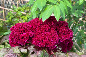 Người xưa dặn, nghèo cỡ mấy cũng cố trồng hoa này trong sân, nở suốt 100 ngày không tàn, cầu phúc lộc, may mắn