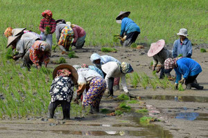 Nền kinh tế lớn nhất Đông Nam Á bất ngờ ngừng nhập khẩu gạo, muốn tự cung tự cấp: Việt Nam mất khách hàng lớn, khối lượng giao dịch giảm 97%