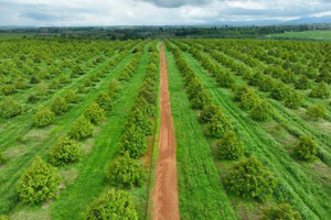 2.600ha sầu riêng của Trung Quốc đang 'uy hiếp' nông trường 2.000ha của HAGL?