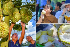Trung Quốc trồng thành công 2.000 tấn sầu riêng ở Hải Nam, đe dọa vị thế Việt Nam ra sao?