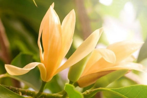 Nhiều gia đình Việt trồng cây 'lộc trời' ra hoa vàng rực, hương bền cả tuần, bán 200.000 đồng/kg
