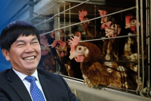 Vua thép Hòa Phát (HPG) thắng lớn trong chuồng gà, đàn gà sắp Nam tiến