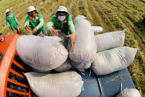 Gạo Việt nâng tầm: Nước ta tung ra mặt hàng chưa từng có, được Nhật Bản mua với giá cao