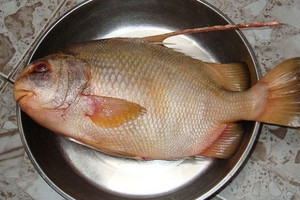 Từng là đặc sản giá 2 triệu/kg, nay loài cá này lọt vào danh sách cấm khai thác khiến dân sành ăn tiếc hùi hụi