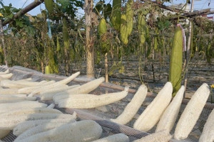 Thứ phế phẩm nông nghiệp từng biểu trưng cho nghèo nàn, bỏ đi không ai tiếc, nay xuất đi Âu - Mỹ với giá ngất ngưởng