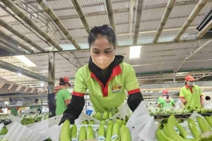 Nghịch lý tiêu chuẩn kép nông sản Việt - kỳ 4: Thị trường nội địa 'dễ dãi' với hàng kém chất lượng?