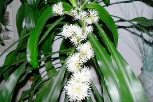5 loại cây người giàu rất thích trồng, càng nở hoa càng phát, người nghèo hay chặt vứt đi