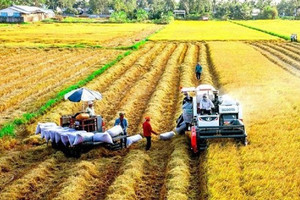 Loạt quy định mới về đất trồng lúa, người dân cần đặc biệt lưu ý