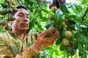 Cây xen canh thành ‘mỏ vàng xanh’, nông dân Đắk Lắk trúng đậm khi buôn 'nữ hoàng quả khô' với giá 100.000 đồng/kg