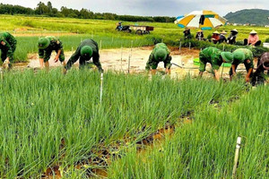 Vựa rau lớn nhất Nghệ An chìm trong biển nước, nông dân gồng mình nhổ non bán gỡ vốn