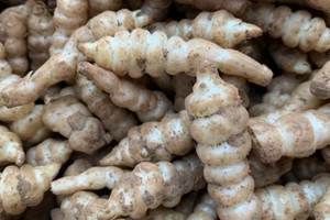 Loại rau dại khiến nhiều người ‘khiếp vía’ vì hình dạng như con sâu, không ngờ lại tốt như nhân sâm, đem đi bán thành hốt bạc
