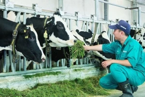Lý do nhiều vùng chăn nuôi bò sữa trên bờ vực phá sản