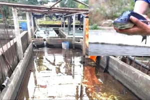 Cá tầm Trung Quốc ồ ạt vào Việt Nam, người nuôi trong nước lao đao