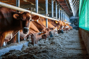 Thaco Agri của Chủ tịch Trần Bá Dương vừa tất toán lô trái phiếu 2.400 tỷ
