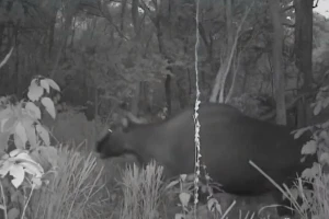 'Tóm gọn' bò tót và nhiều loài thú quý hiếm ở Đắk Lắk