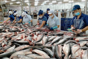 Xuất khẩu cá tra đạt 1,2 tỷ USD sau 7 tháng, tăng trưởng 2 chữ số bất chấp quốc tế nhiều biến động