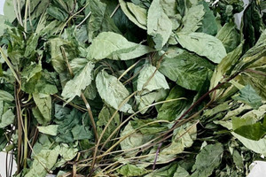 Loại lá cây dùng để pha trà, chỉ có ở Việt Nam, giá ngất ngưởng tới 150 triệu đồng/kg