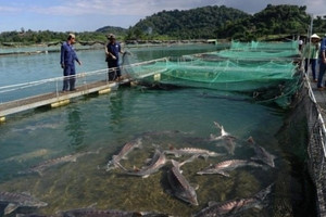 Cá tầm Trung Quốc đội lốt hàng Việt, nông dân Lào Cai kêu cứu, chính quyền hành động khẩn