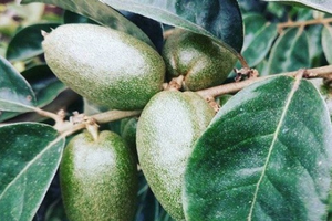 Loại quả chua lè xưa cho không ai lấy nay thành đặc sản 'hái ra tiền', giá siêu đắt đỏ