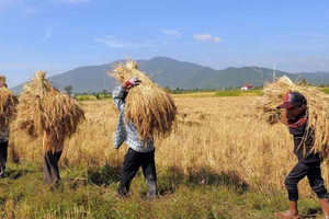 Giá ‘hạt vàng’ rớt thê thảm, chưa nổi 4.000 đồng/kg rẻ hơn cả 1 viên kẹo, nông dân quốc gia này sốc nặng: Thủ tướng phải đích thân vào cuộc