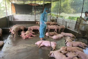 Dịch tả lợn Châu Phi tăng nhanh, người nuôi điêu đứng