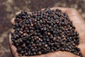 Hồ tiêu Việt Nam xuất khẩu chạm mốc tỷ USD