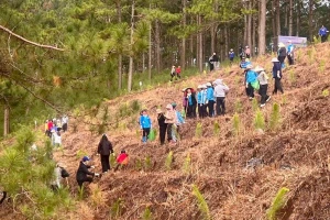 Lâm Đồng trồng mới hàng nghìn cây xanh bảo vệ môi trường