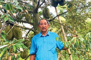 Đặt cược vào 4 cây sầu riêng xách tay, lão nông đánh liều chặt 6.000m2 dừa và cái kết bất ngờ