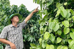 Nông dân Gia Lai phấn khởi trồng loại ‘cây tỷ đô’ trái vụ, giá bán cao gấp đôi, đối tác bao tiêu và rất được chuộng ở Thái Lan