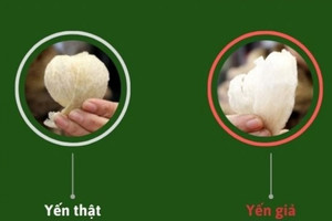 Chưa nắm rõ 5 cách phân biệt yến giả dễ dàng bằng mắt thường này thì đừng vội đặt mua yến